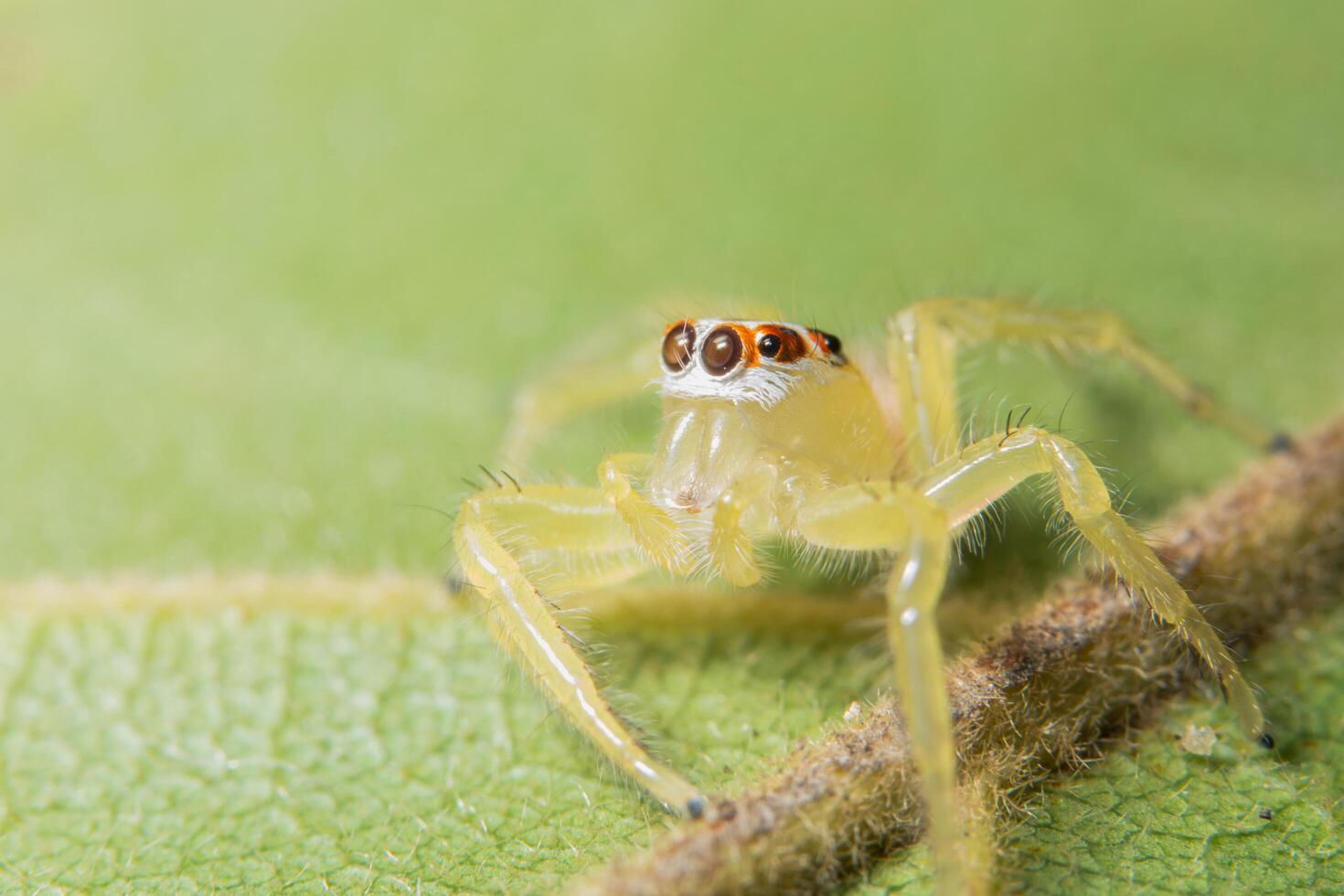 araignée jaune sur feuille verte photo