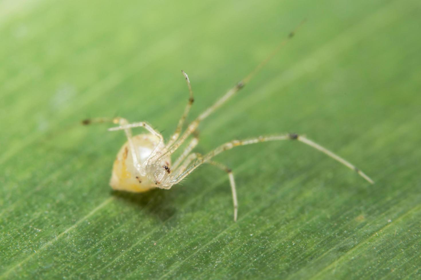 araignée jaune sur feuille verte photo