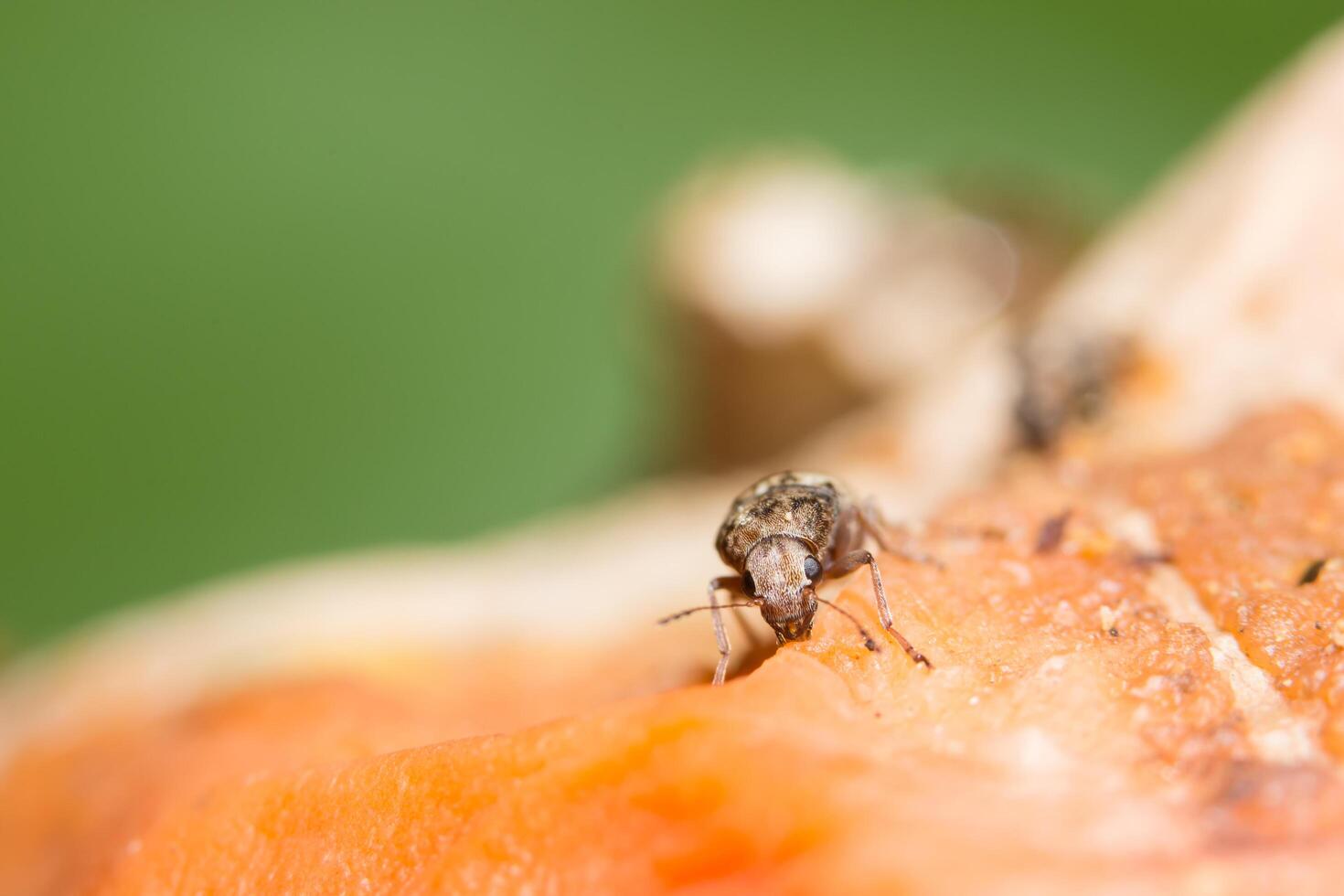 gros plan insecte curculionoidea photo