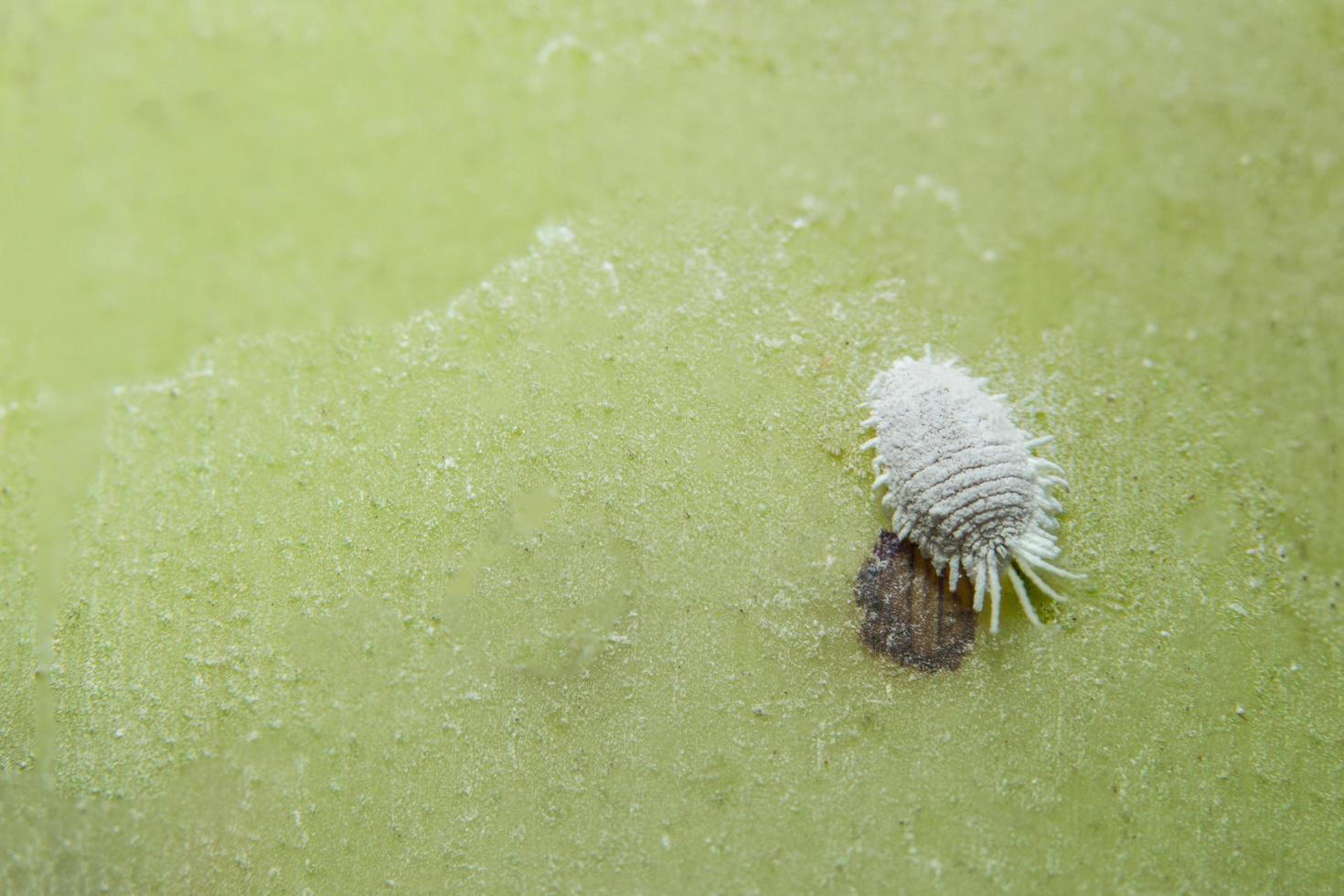 macro planococcus citri photo