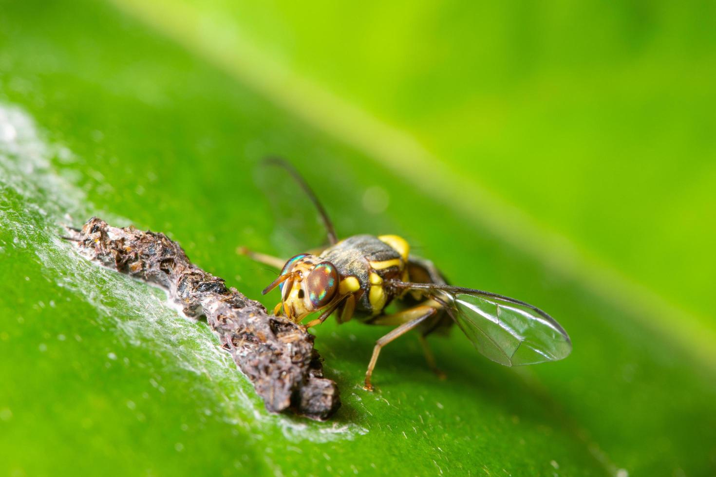 mouche des fruits sur une feuille photo