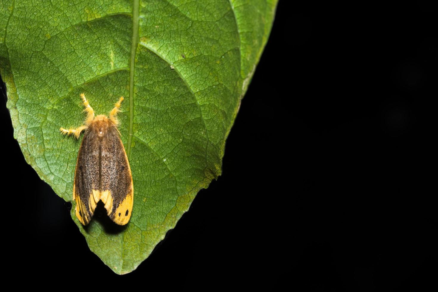 papillon de nuit sur une feuille photo