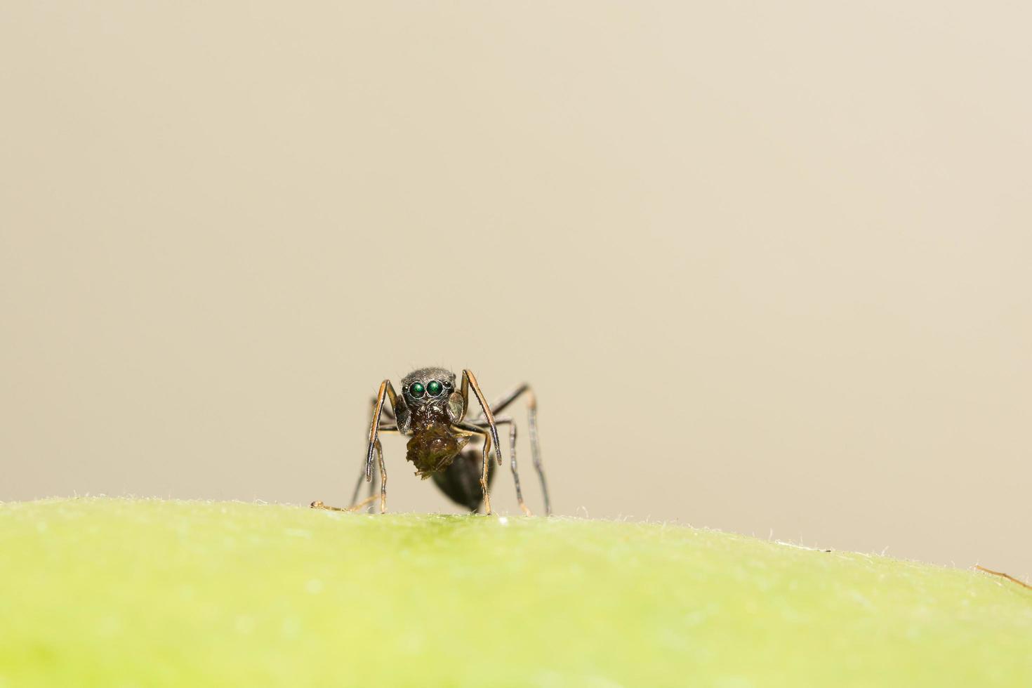 Araignée sauteuse géante en forme de fourmi close-up photo