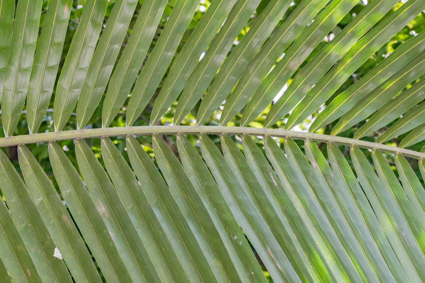 gros plan de feuille verte photo