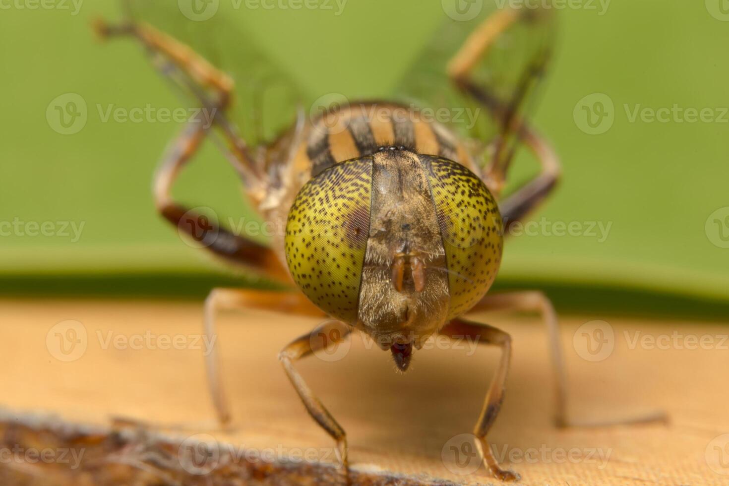 Gros plan insecte tabanus sulcifrons photo