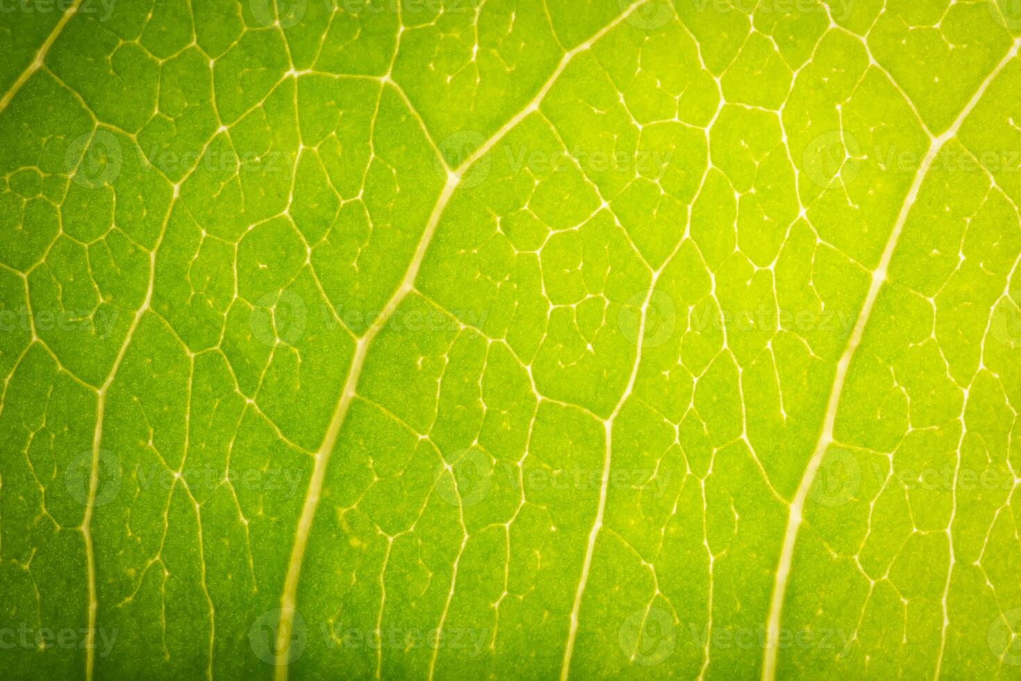 feuille verte, photo en gros plan