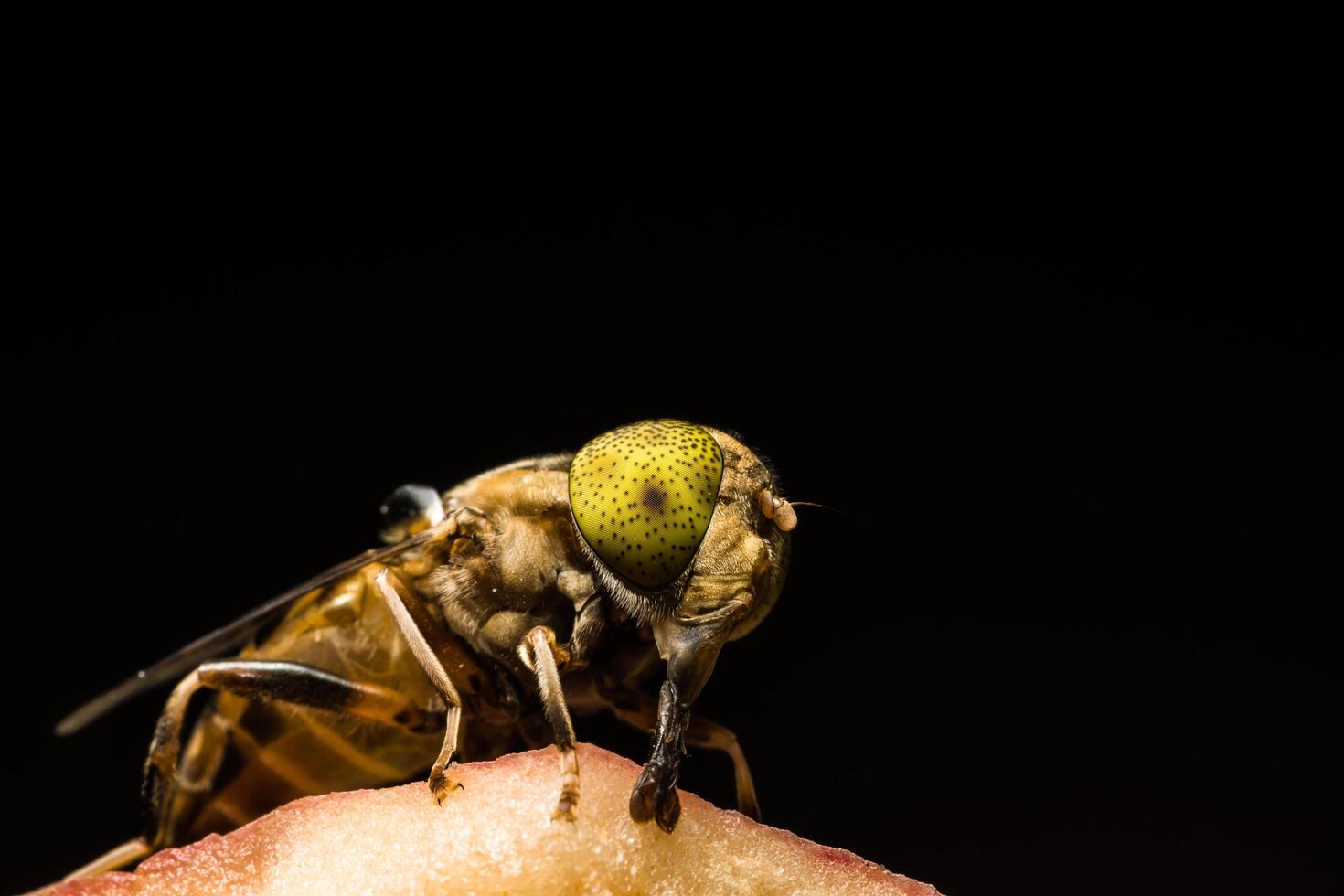 Gros plan insecte tabanus sulcifrons photo