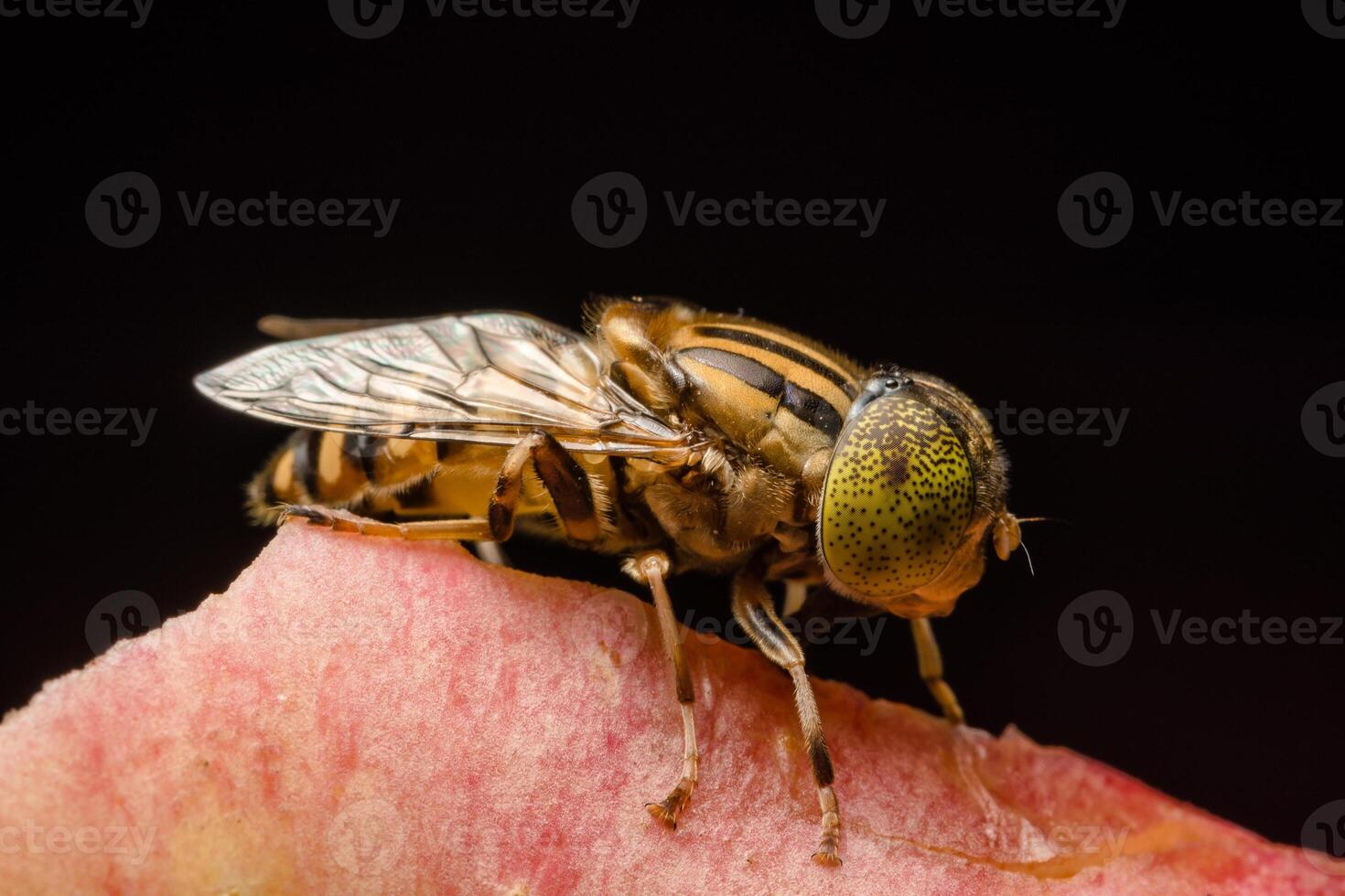 Gros plan insecte tabanus sulcifrons photo