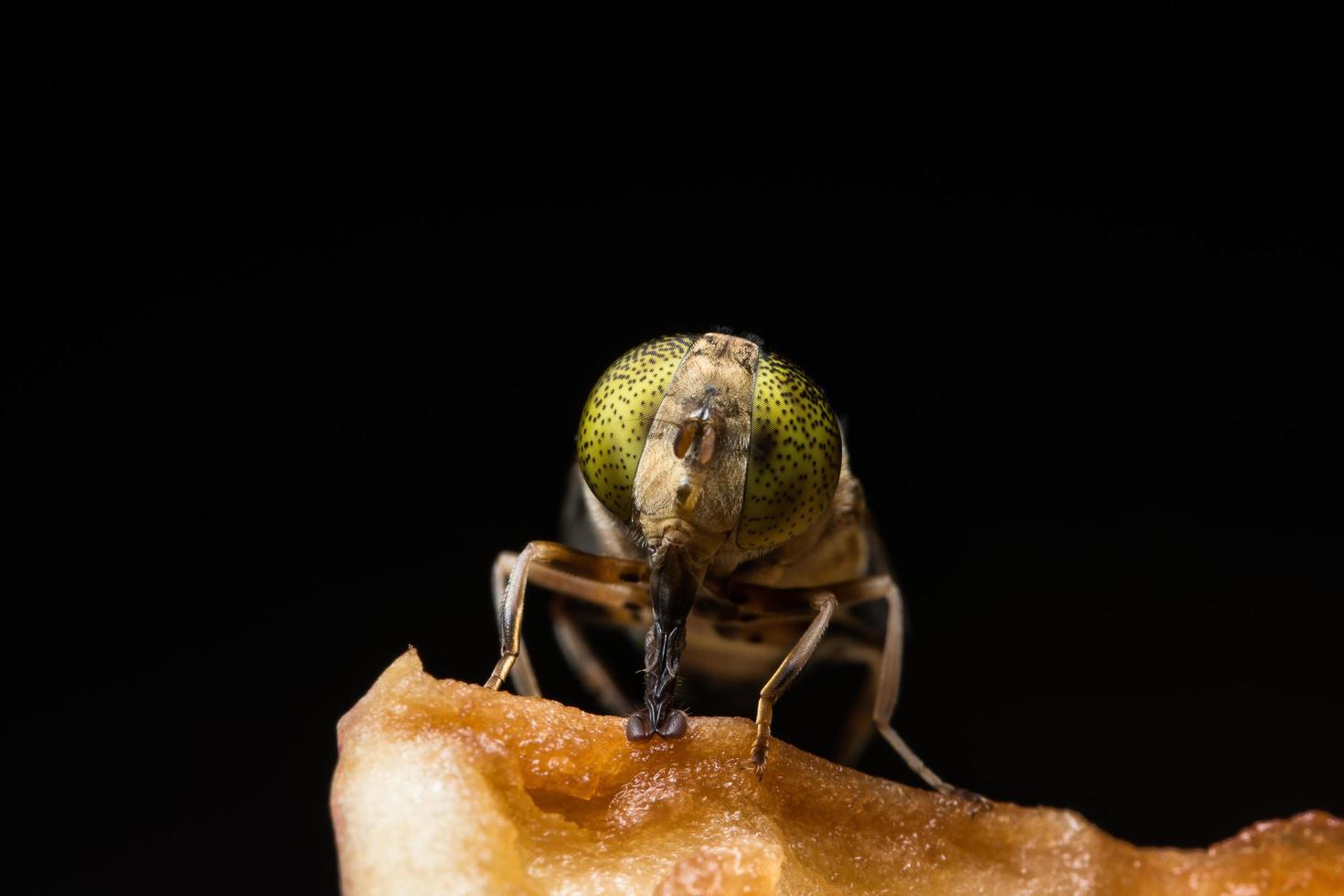 Gros plan insecte tabanus sulcifrons photo