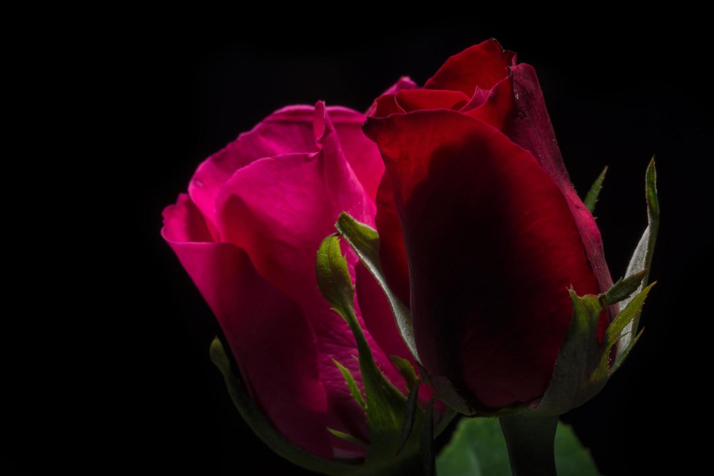 belles roses rouges sur fond noir photo