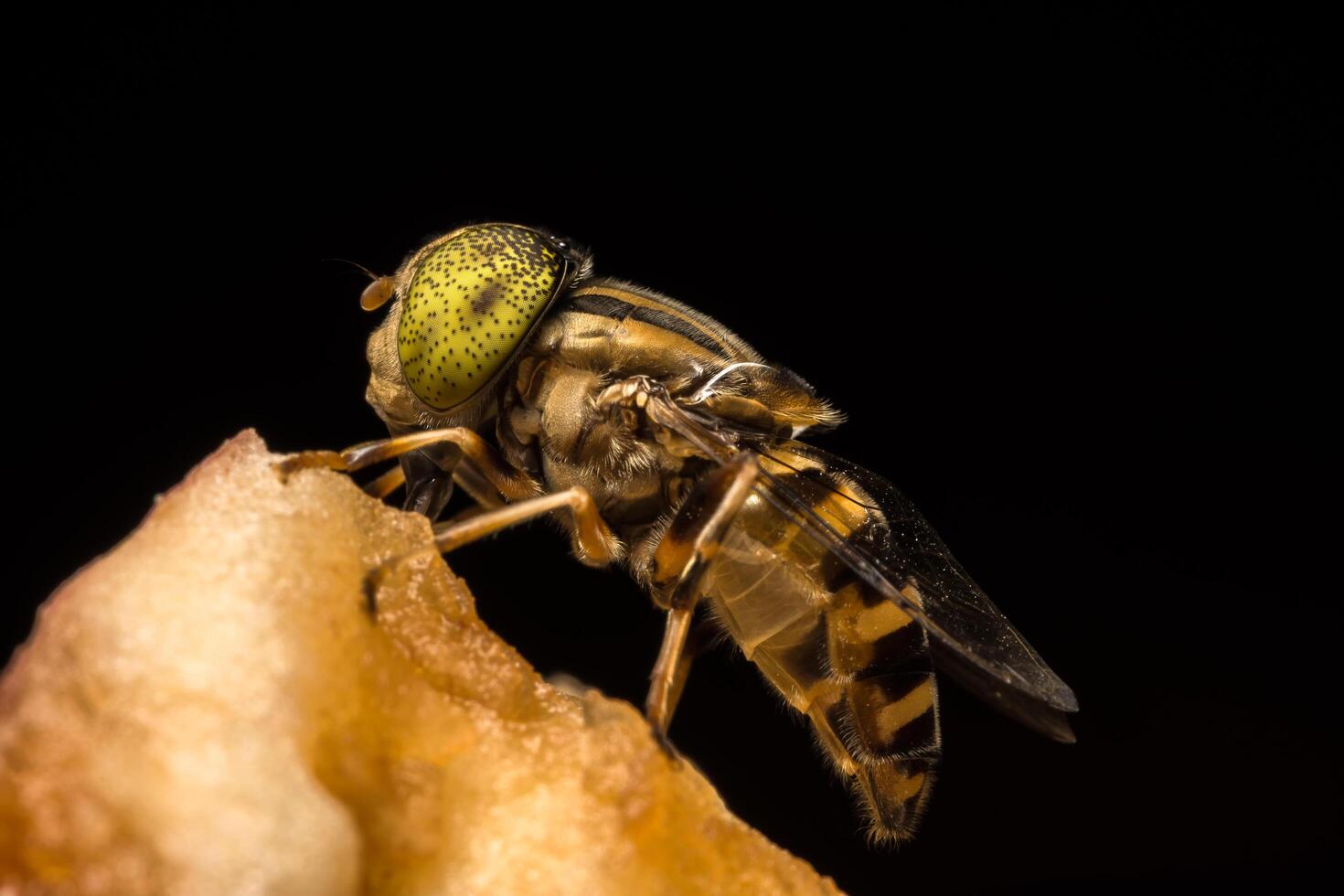 Gros plan insecte tabanus sulcifrons photo