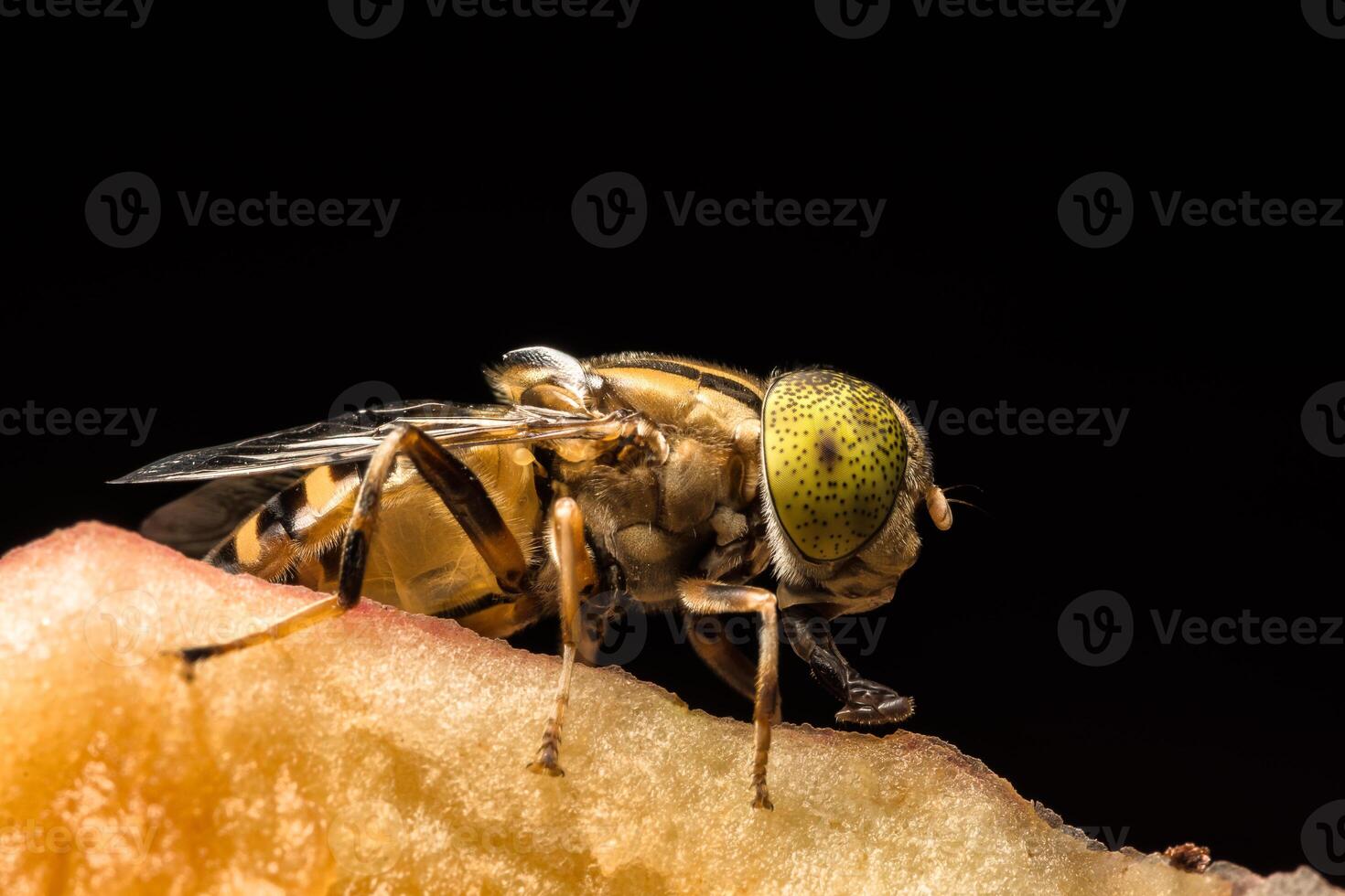 Gros plan insecte tabanus sulcifrons photo