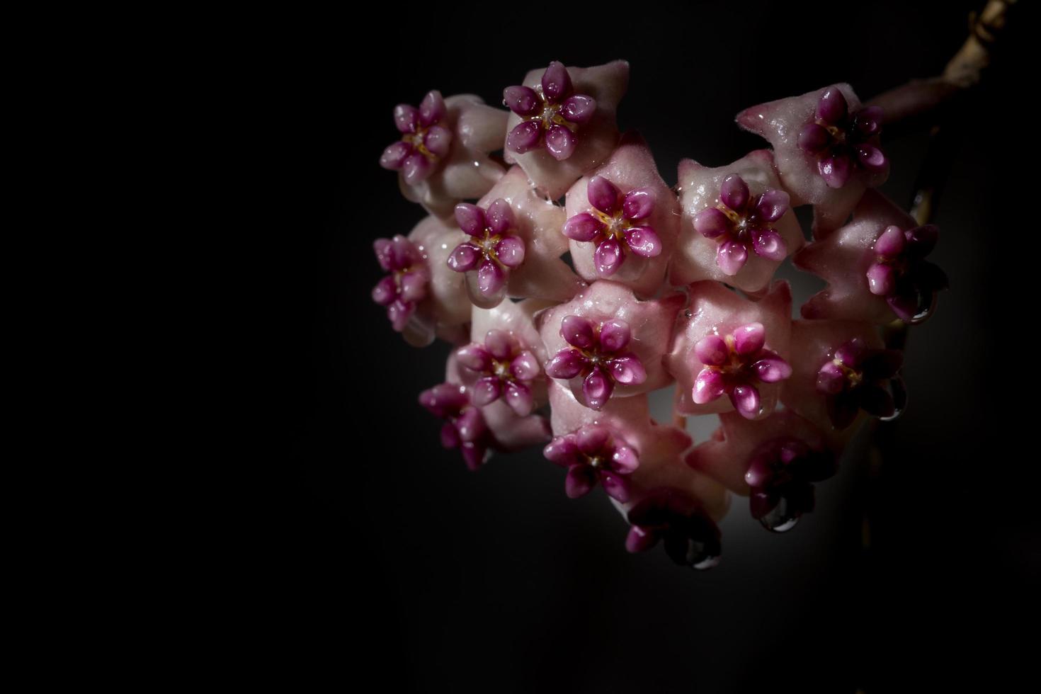 fleur de hoya sur fond noir photo