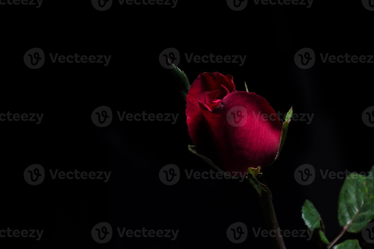 belles roses rouges sur fond noir photo