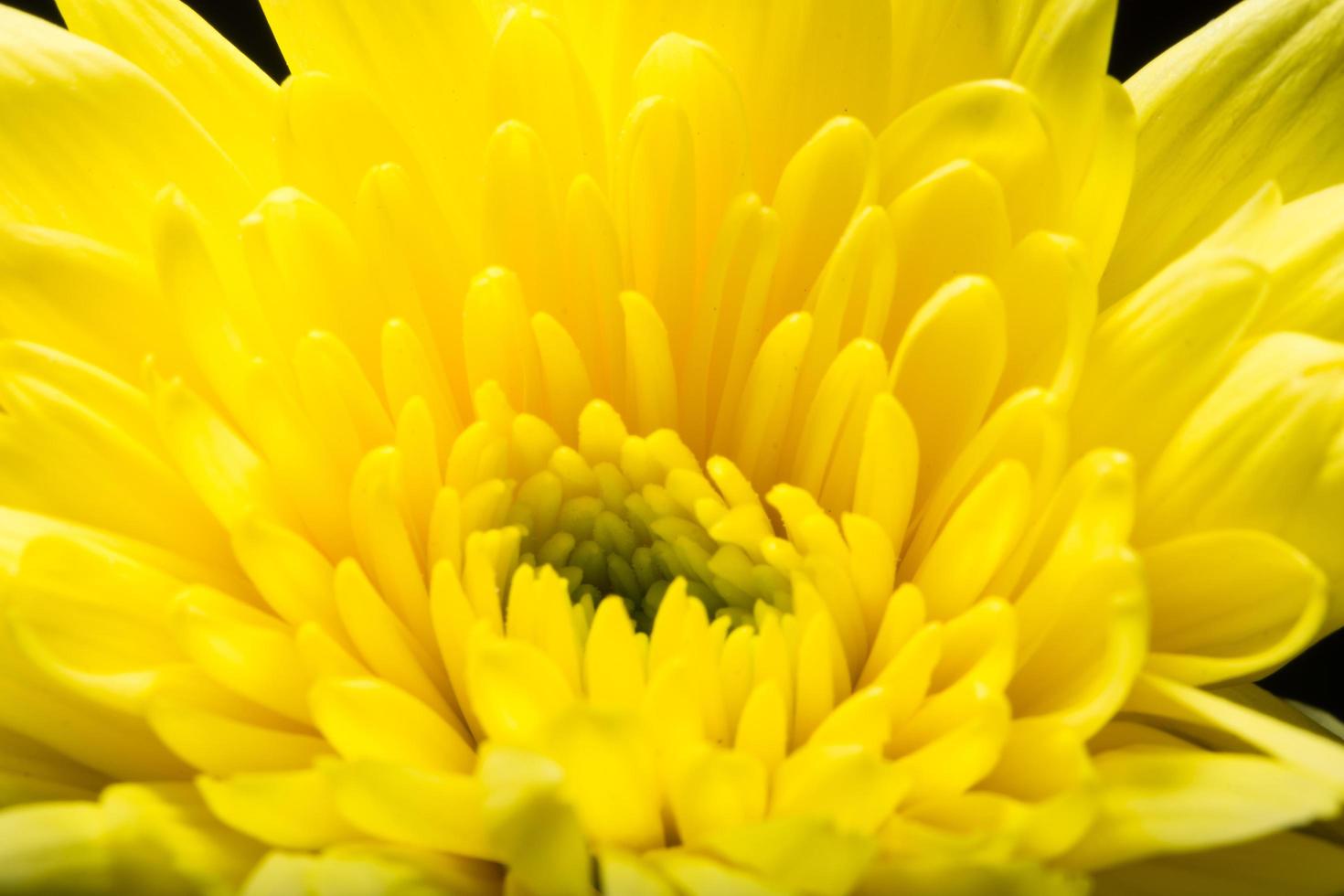 fleur de chrysanthème jaune photo