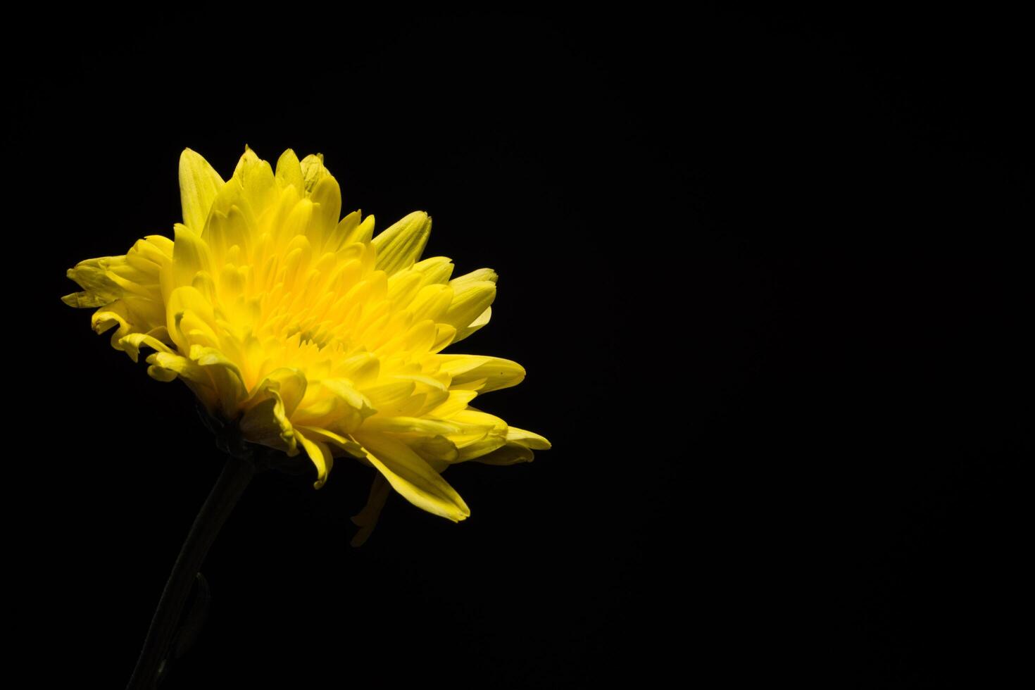 fleur de chrysanthème jaune photo