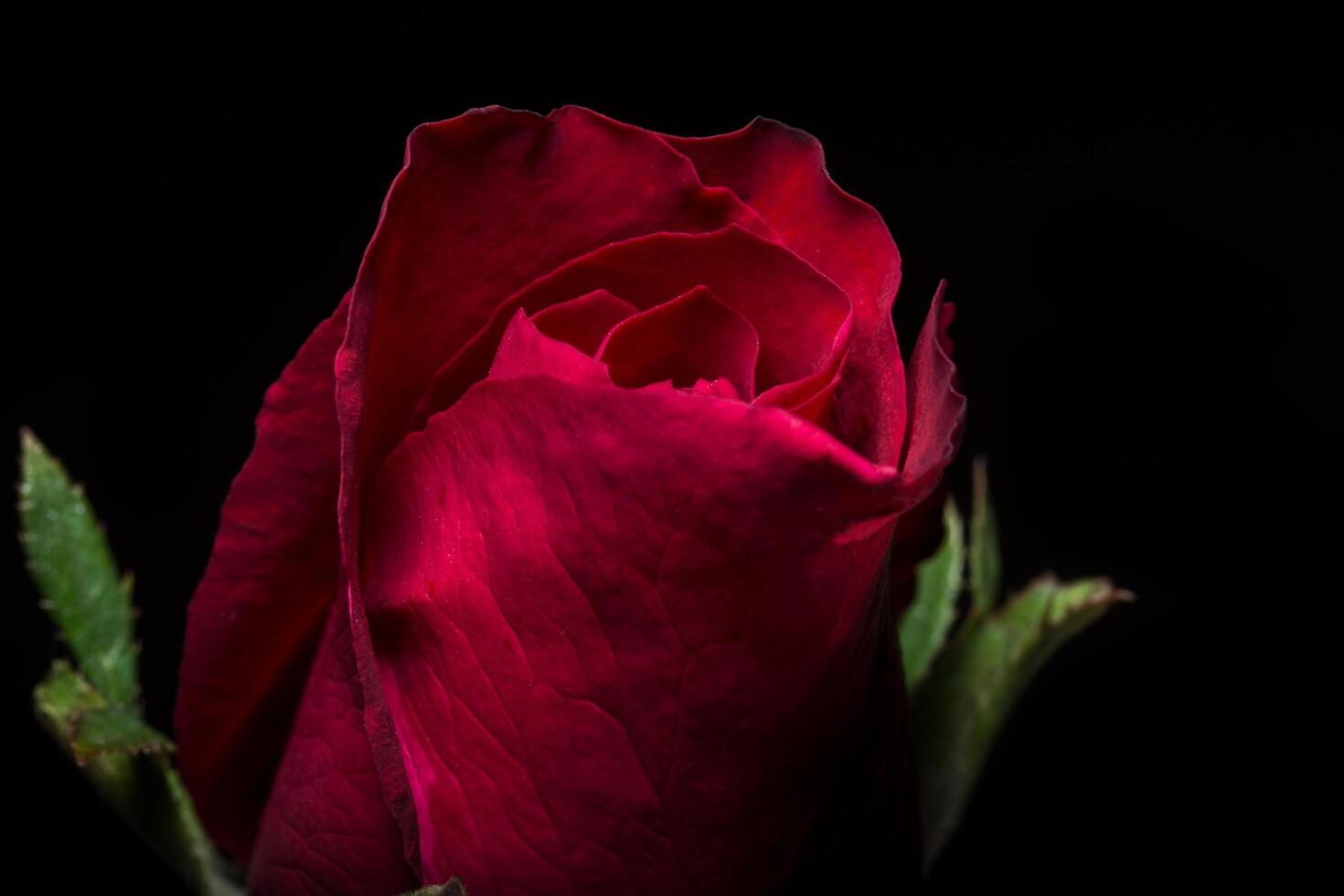 belles roses rouges sur fond noir photo