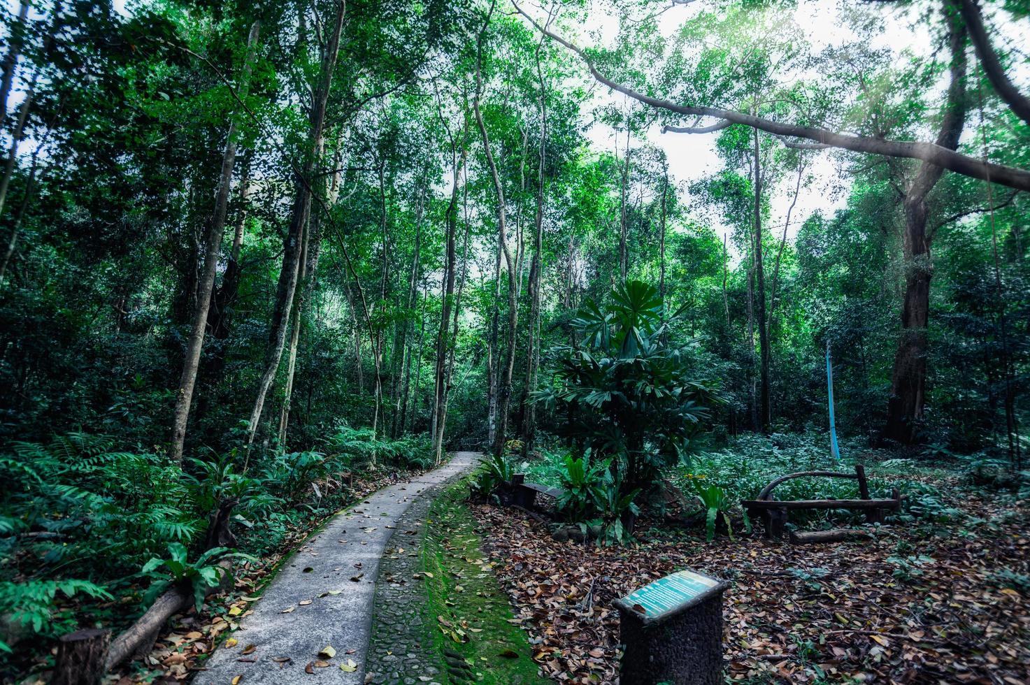 végétation de forêt tropicale luxuriante photo
