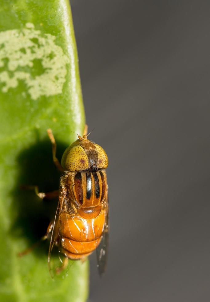 Gros plan insecte tabanus sulcifrons photo