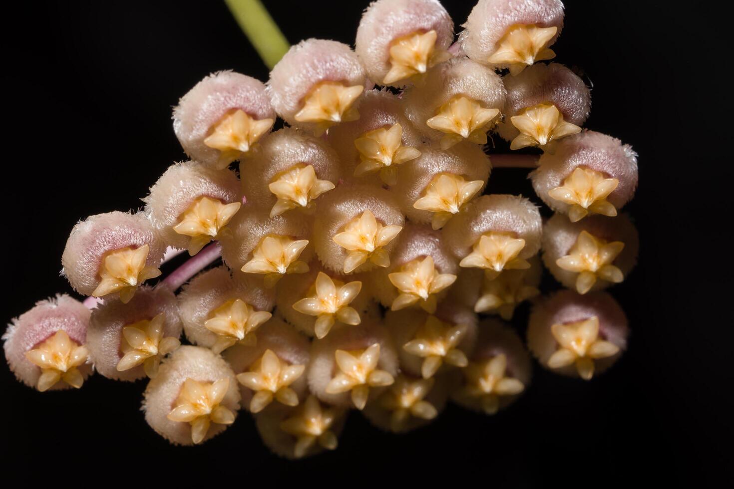 gros plan de fleur de Hoya photo