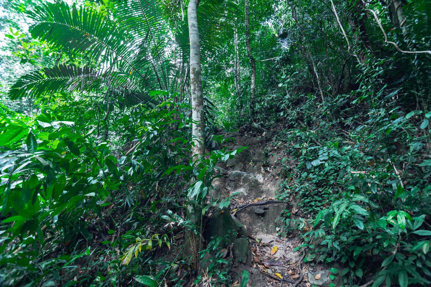 végétation de forêt tropicale luxuriante photo