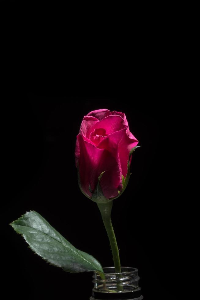 belle rose rouge sur fond noir photo