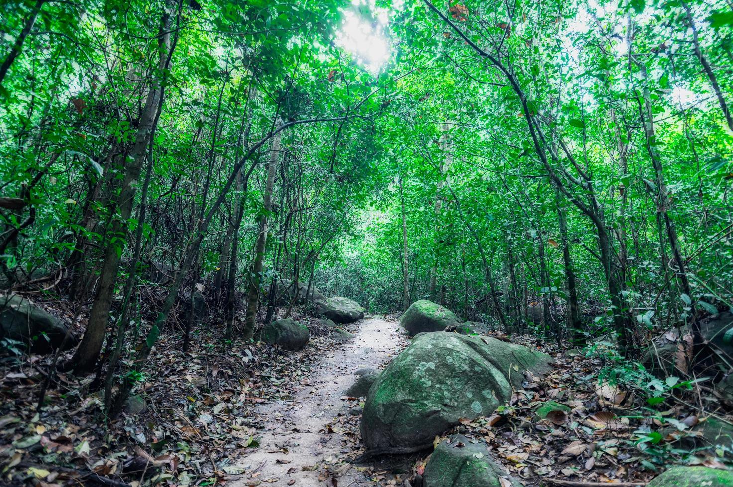 végétation de forêt tropicale luxuriante photo