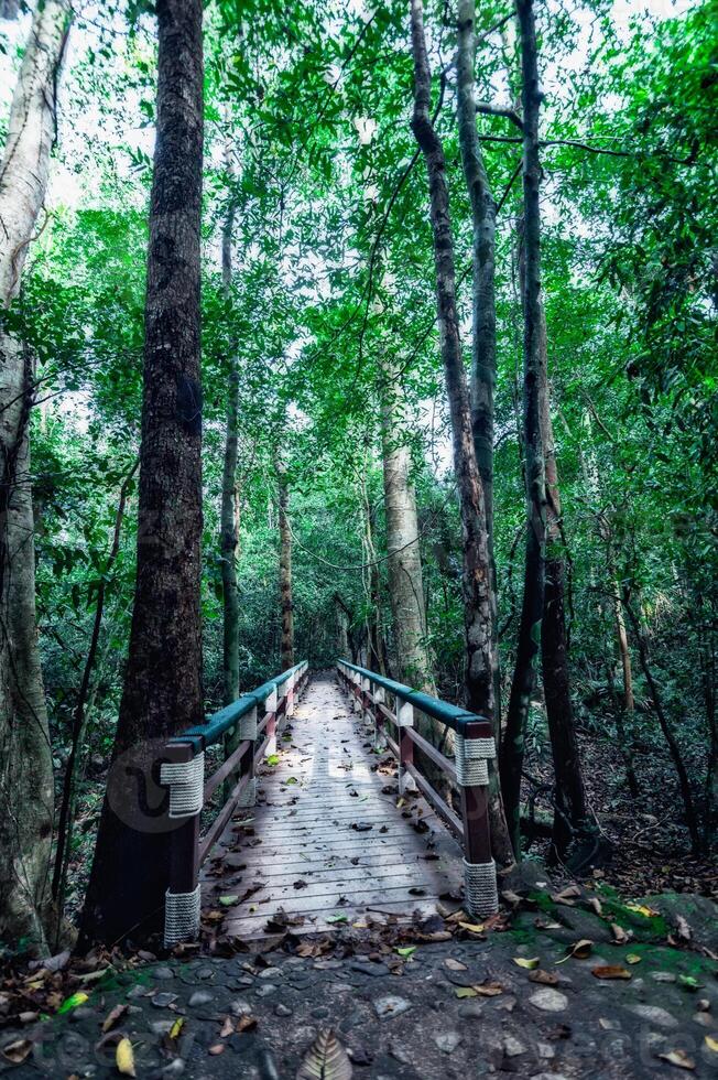 végétation de forêt tropicale luxuriante photo