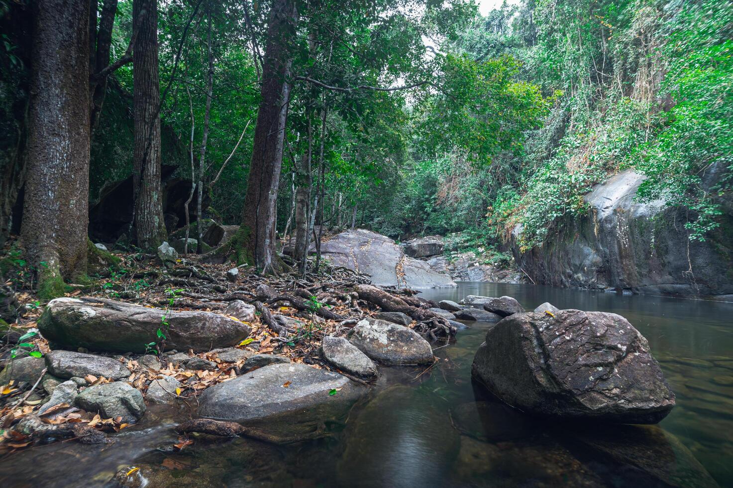 Forêt dans le parc national de la cascade de khao chamao photo