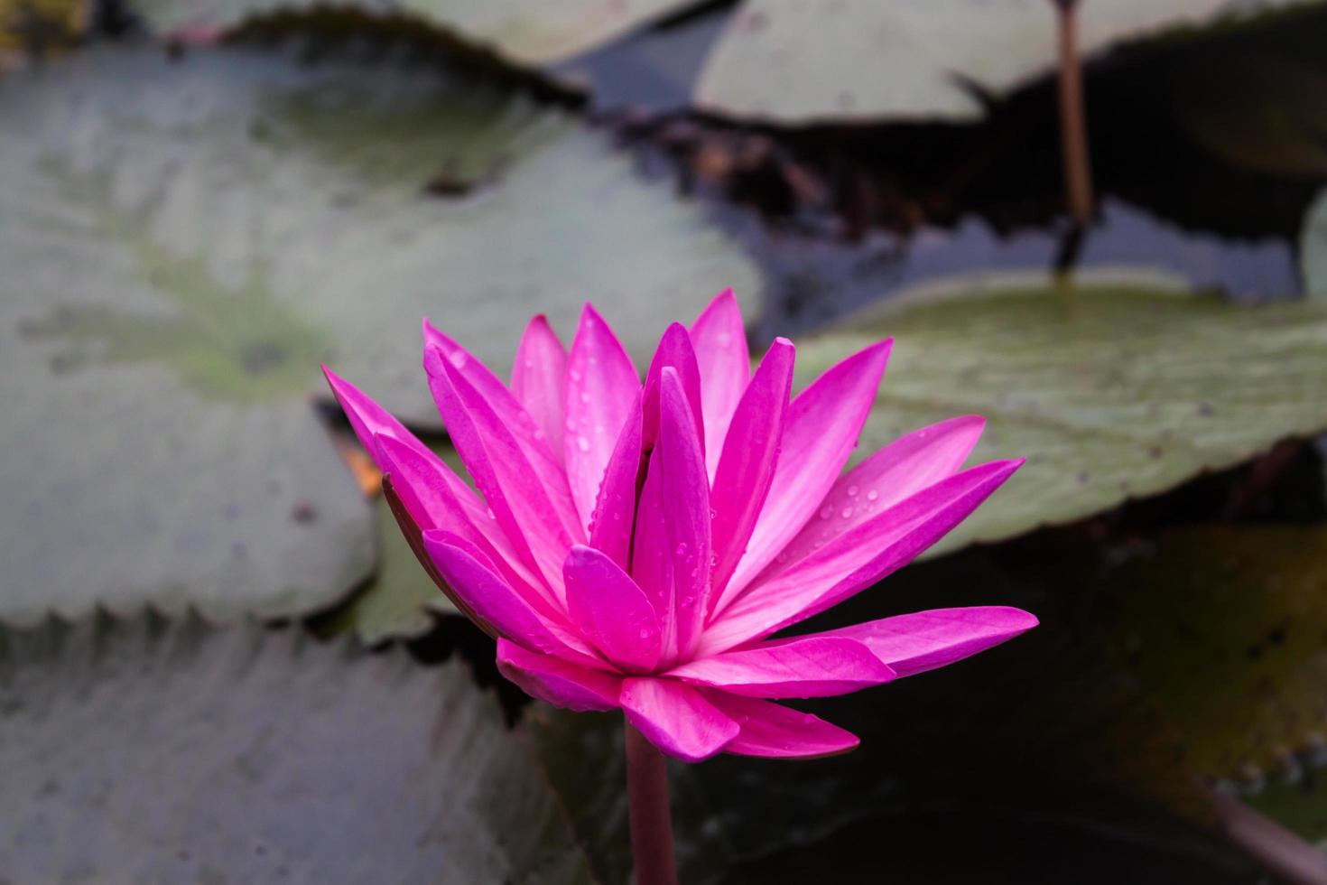 Fleur de lotus rose qui fleurit dans un étang photo