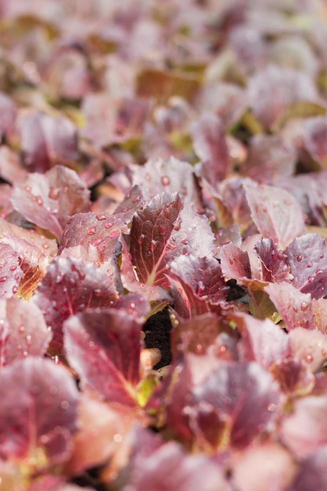 Jeune plant de laitue de corail rouge photo