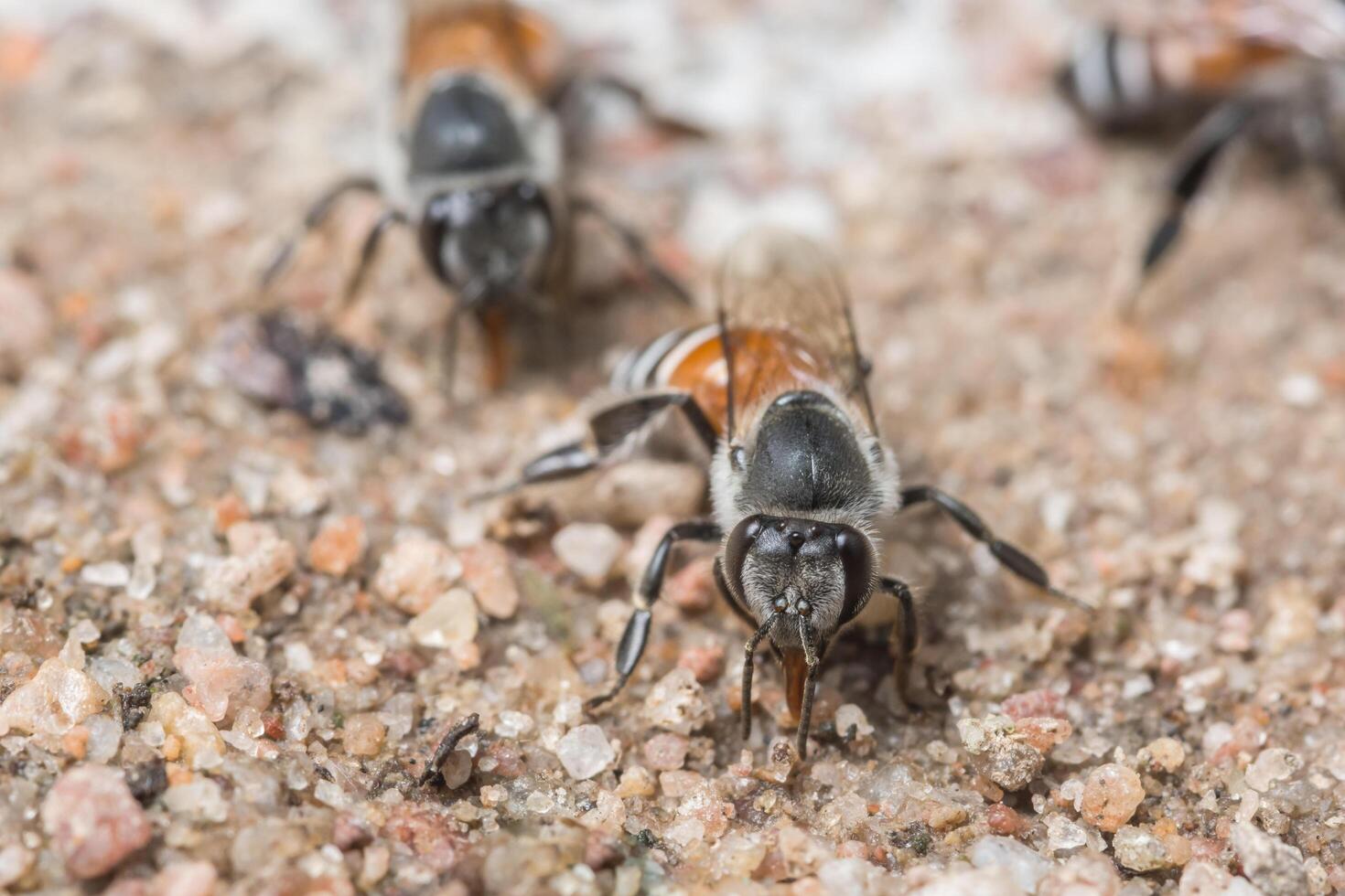 abeilles se nourrissant au sol photo