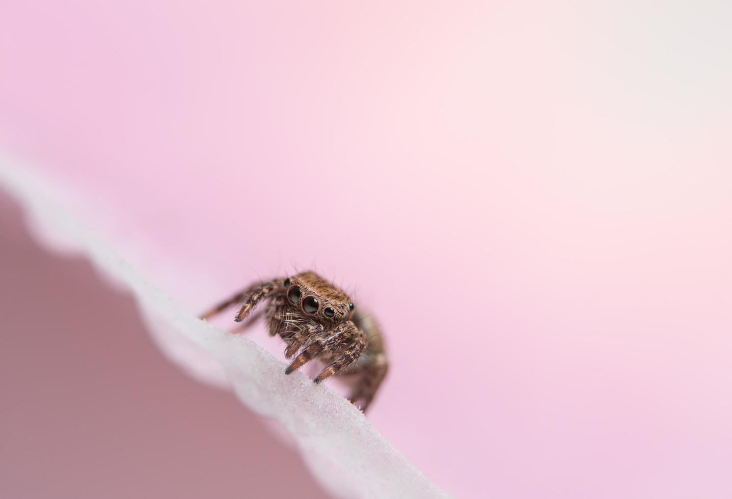 araignée, photo en gros plan