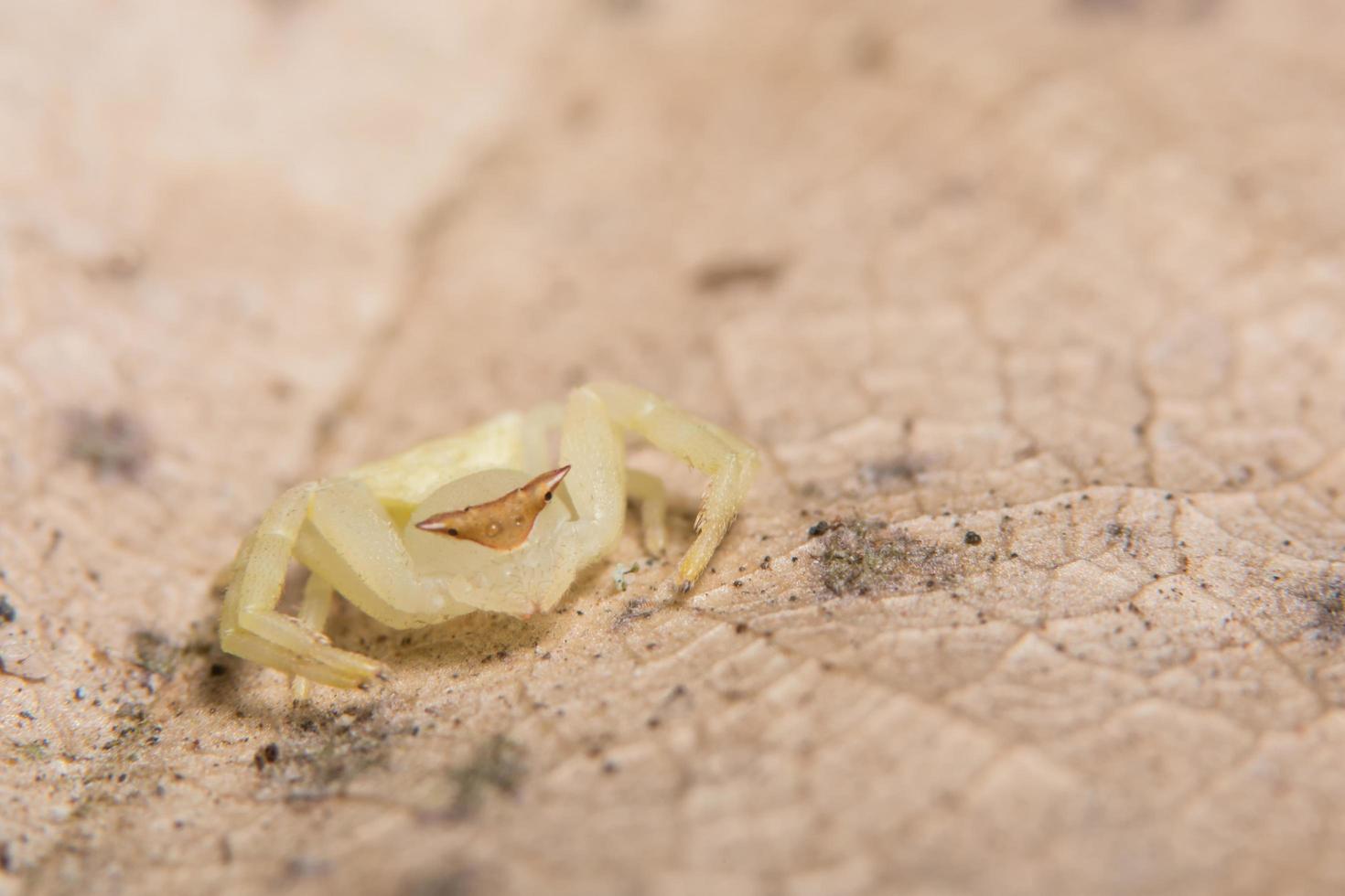 araignée, photo en gros plan