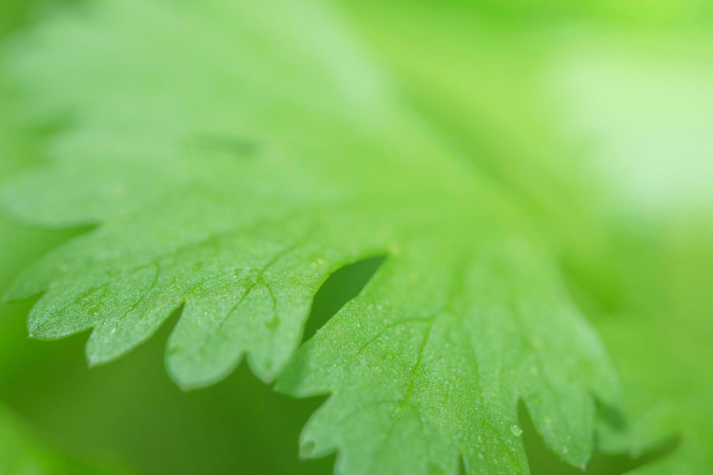 fond de feuille verte, gros plan photo