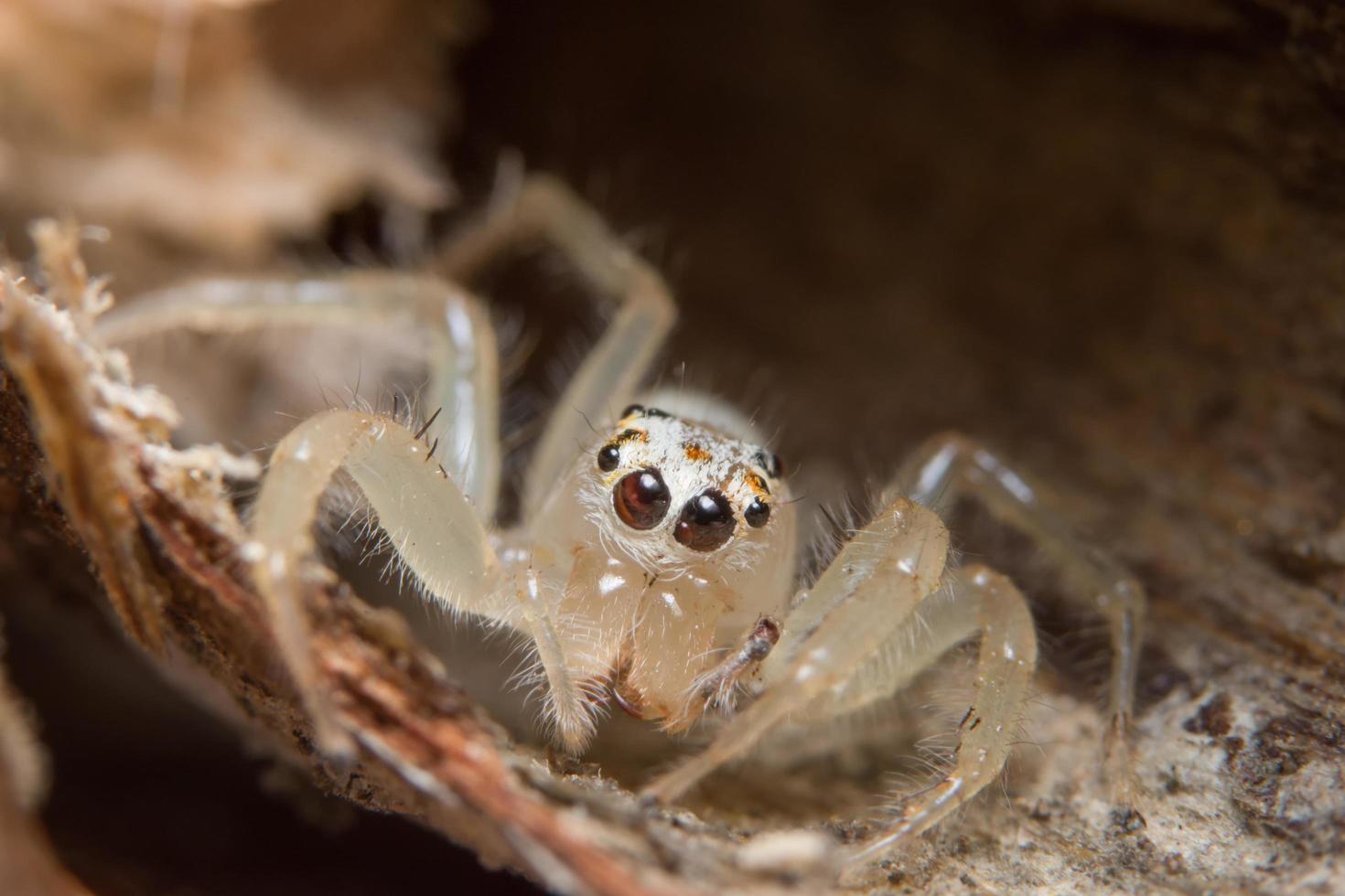 araignée, photo en gros plan