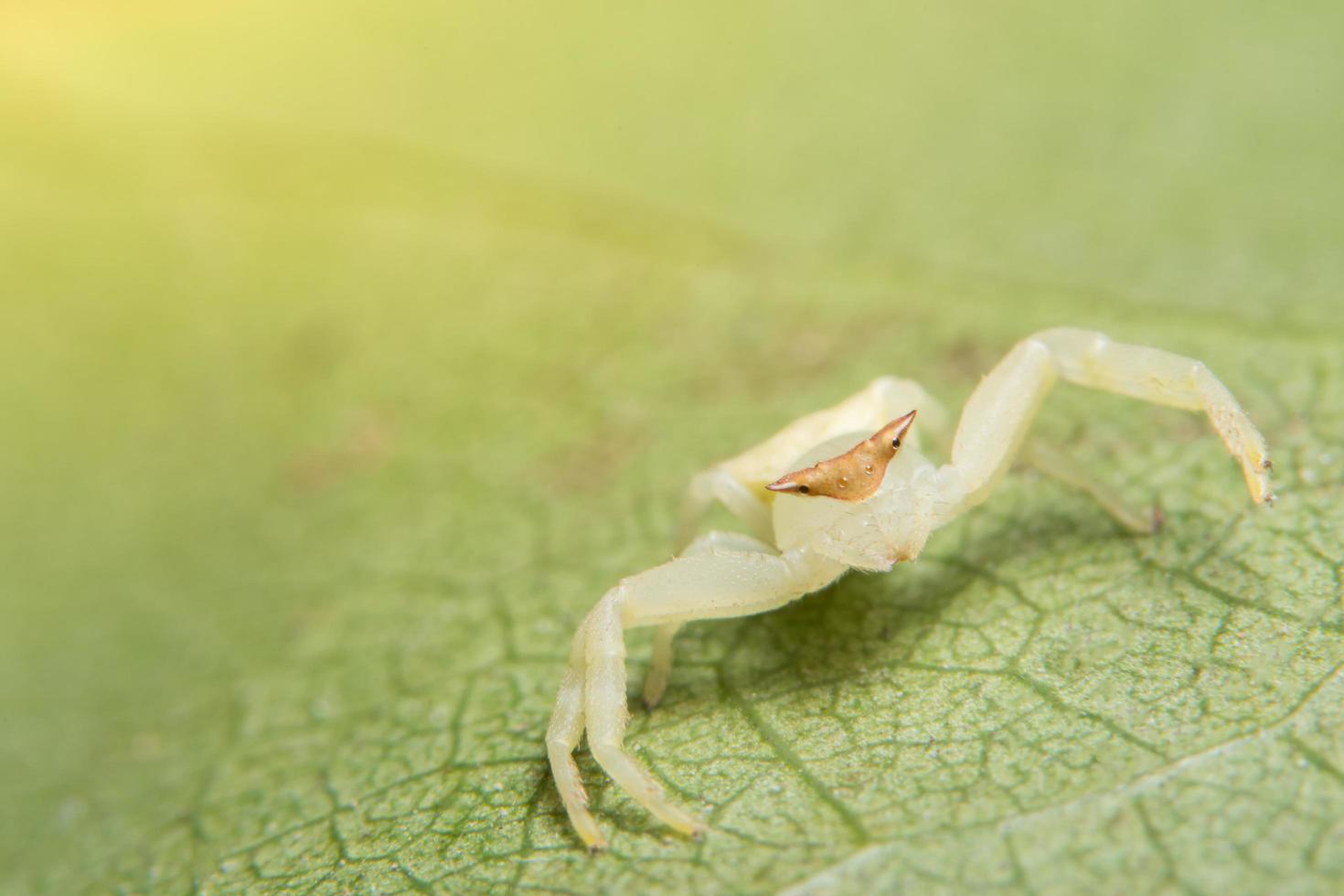 araignée sur une feuille verte photo