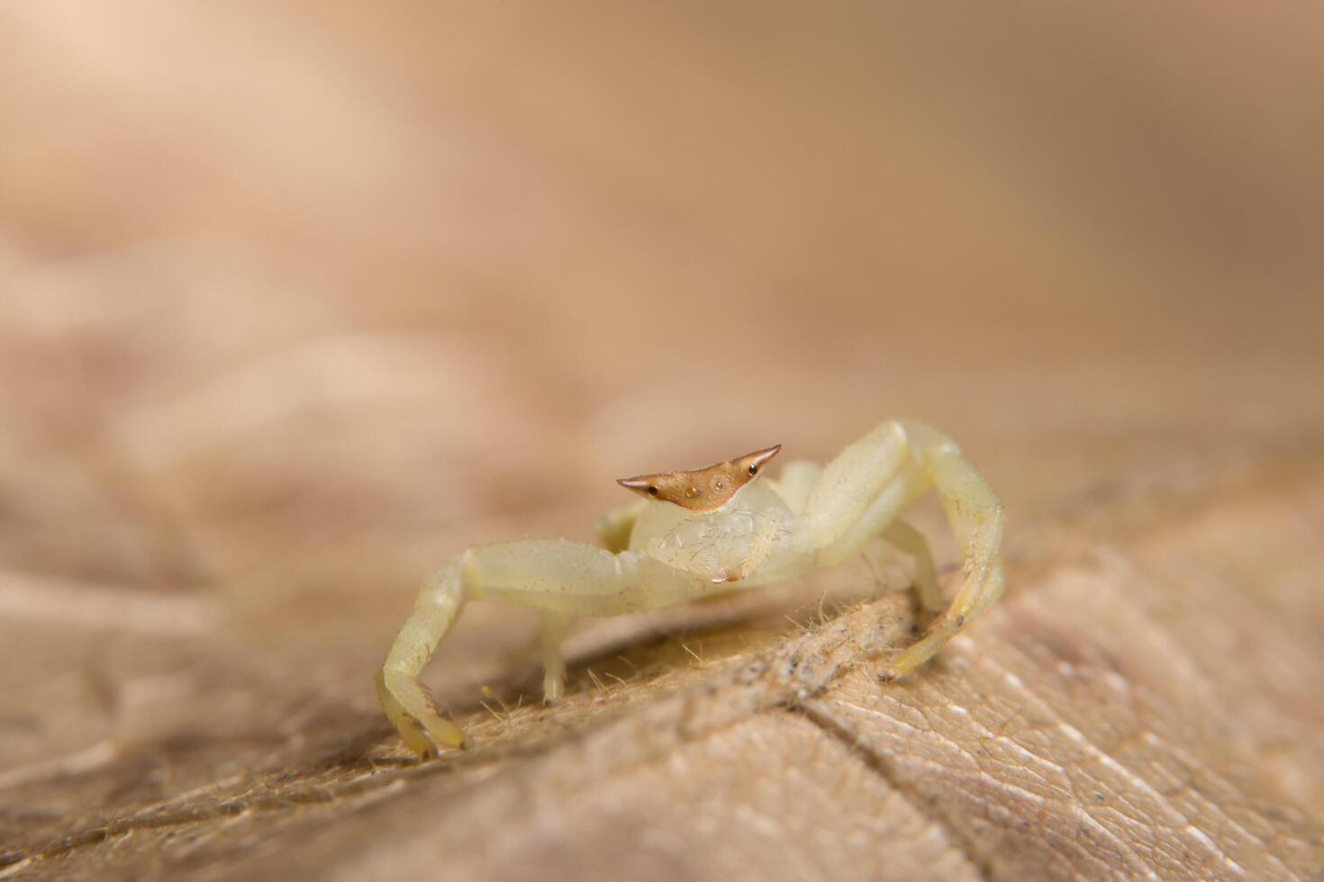 araignée, photo en gros plan