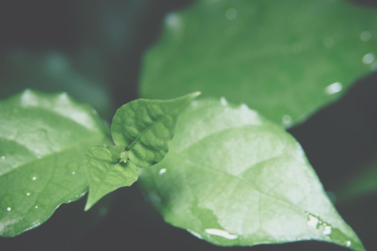 fond de feuille verte, gros plan photo