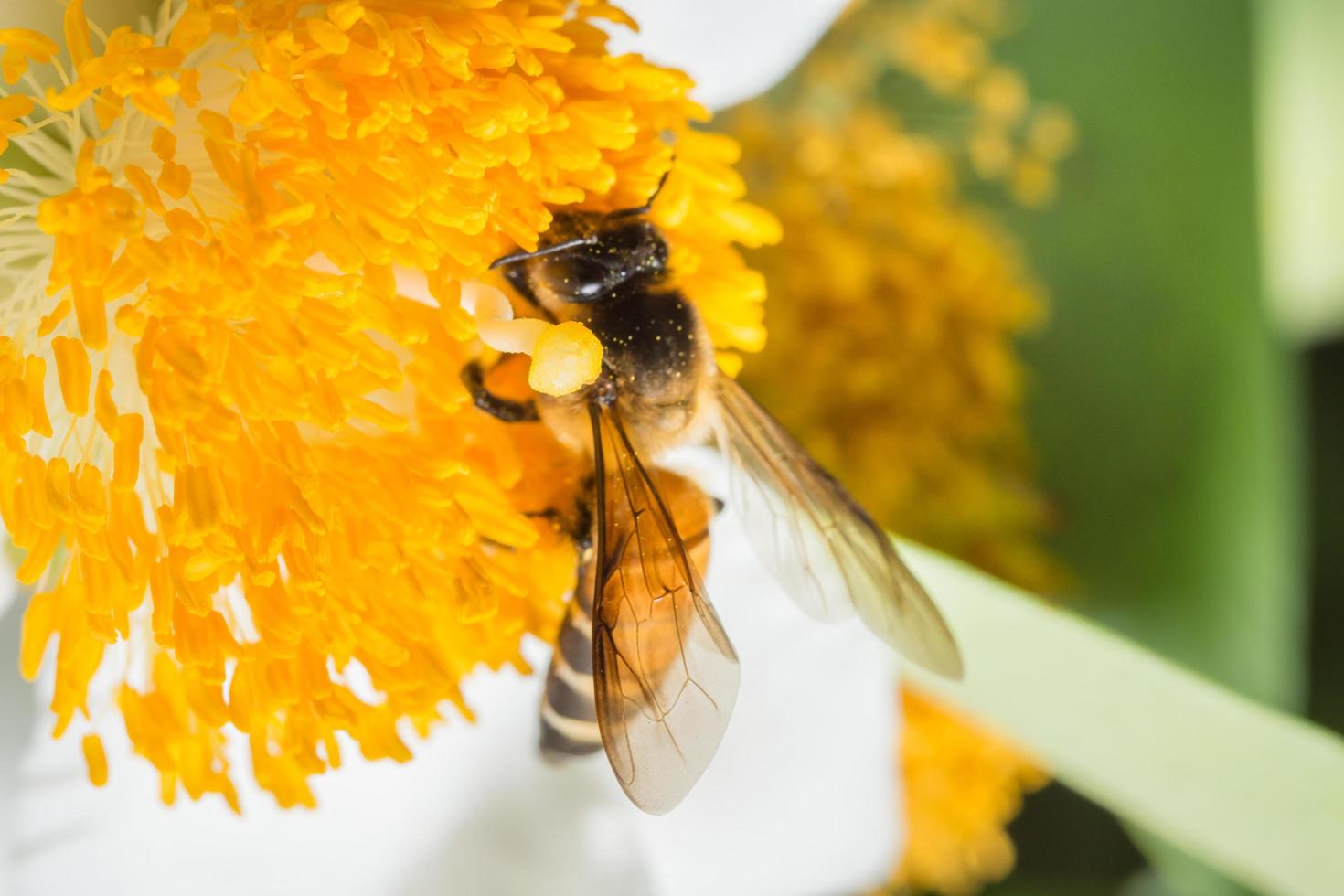 abeille à la recherche de nectar photo