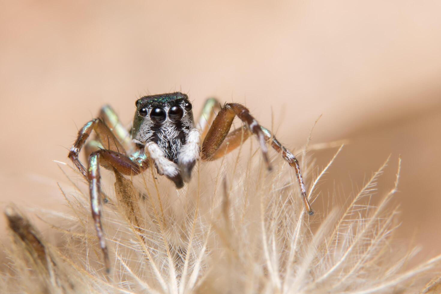 araignée brune sur une fleur photo