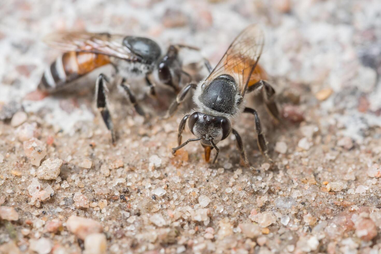 abeilles se nourrissant au sol photo