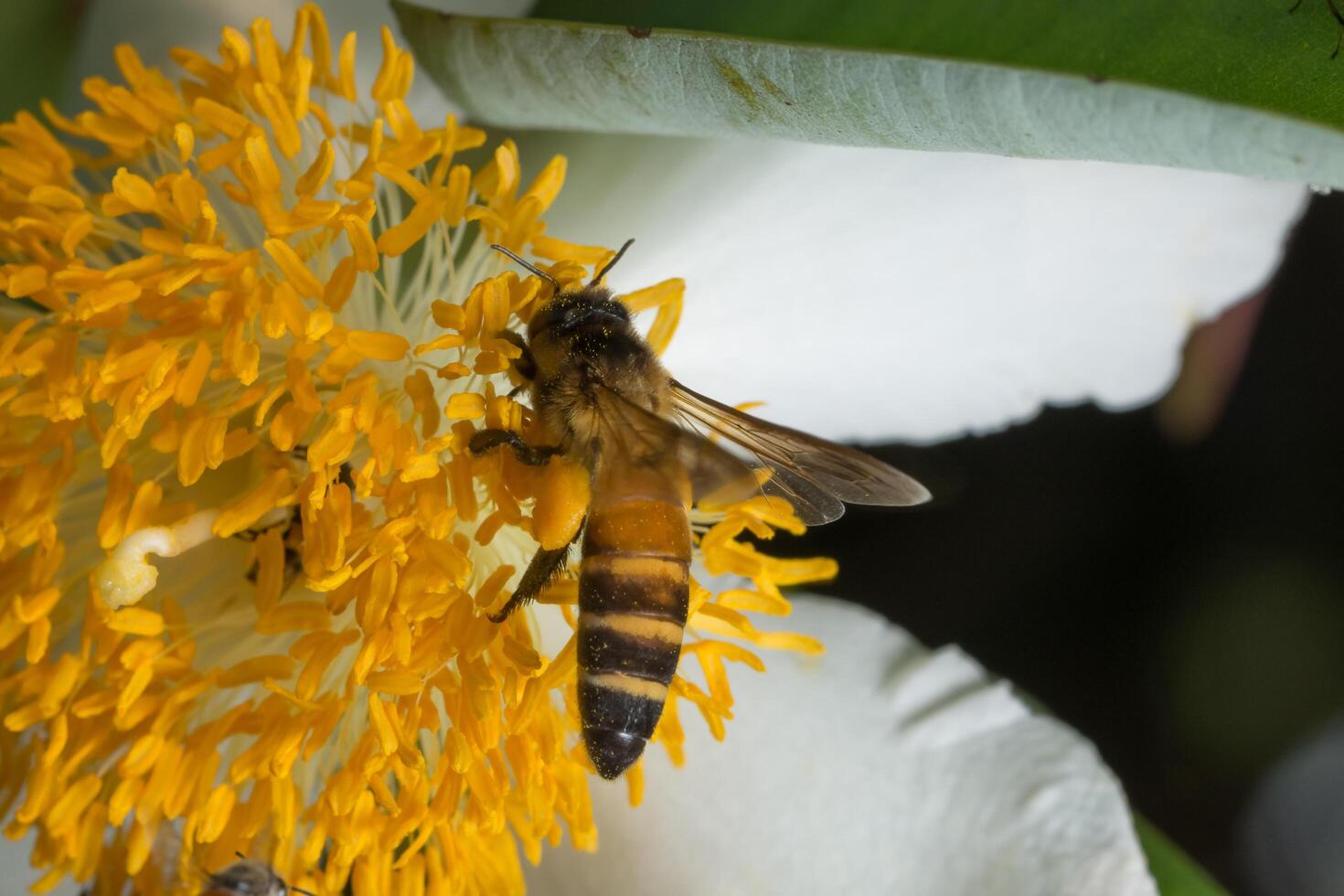 abeille à la recherche de nectar photo