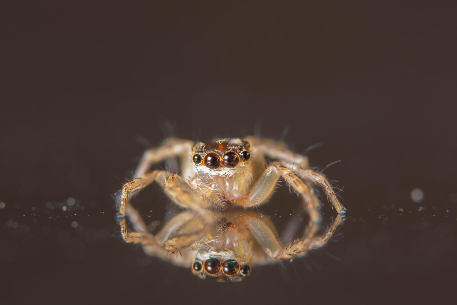 araignée sur une surface noire photo