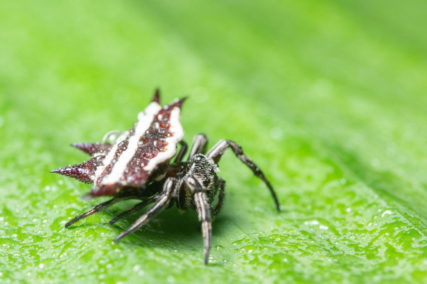 araignée sur une feuille photo