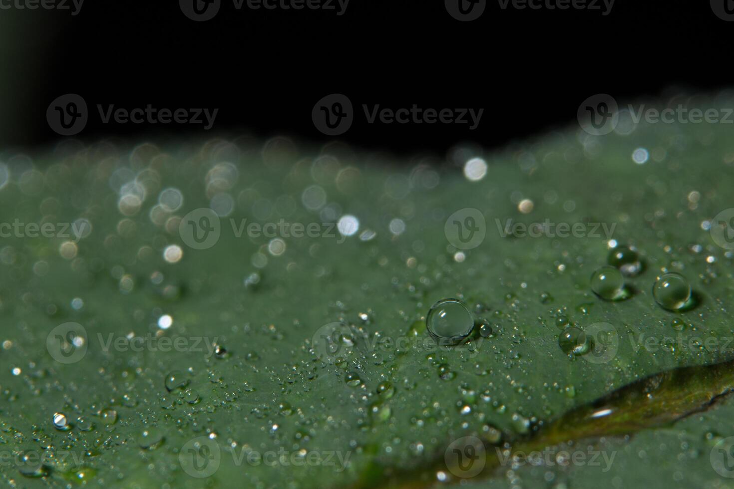 fond de feuille verte photo