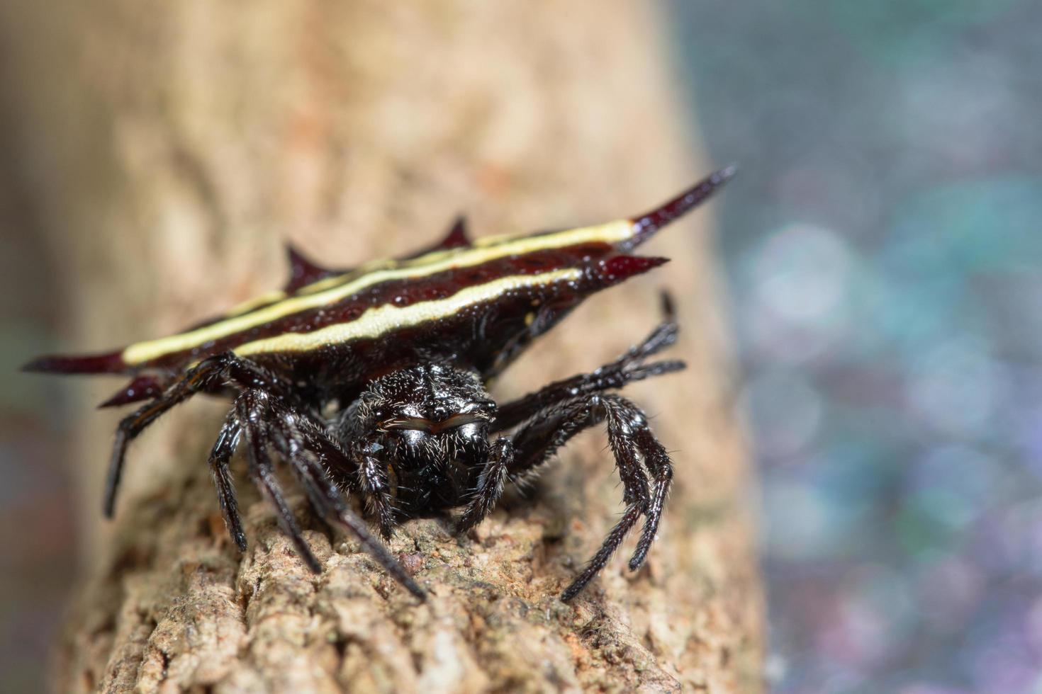 araignée sur un arbre photo