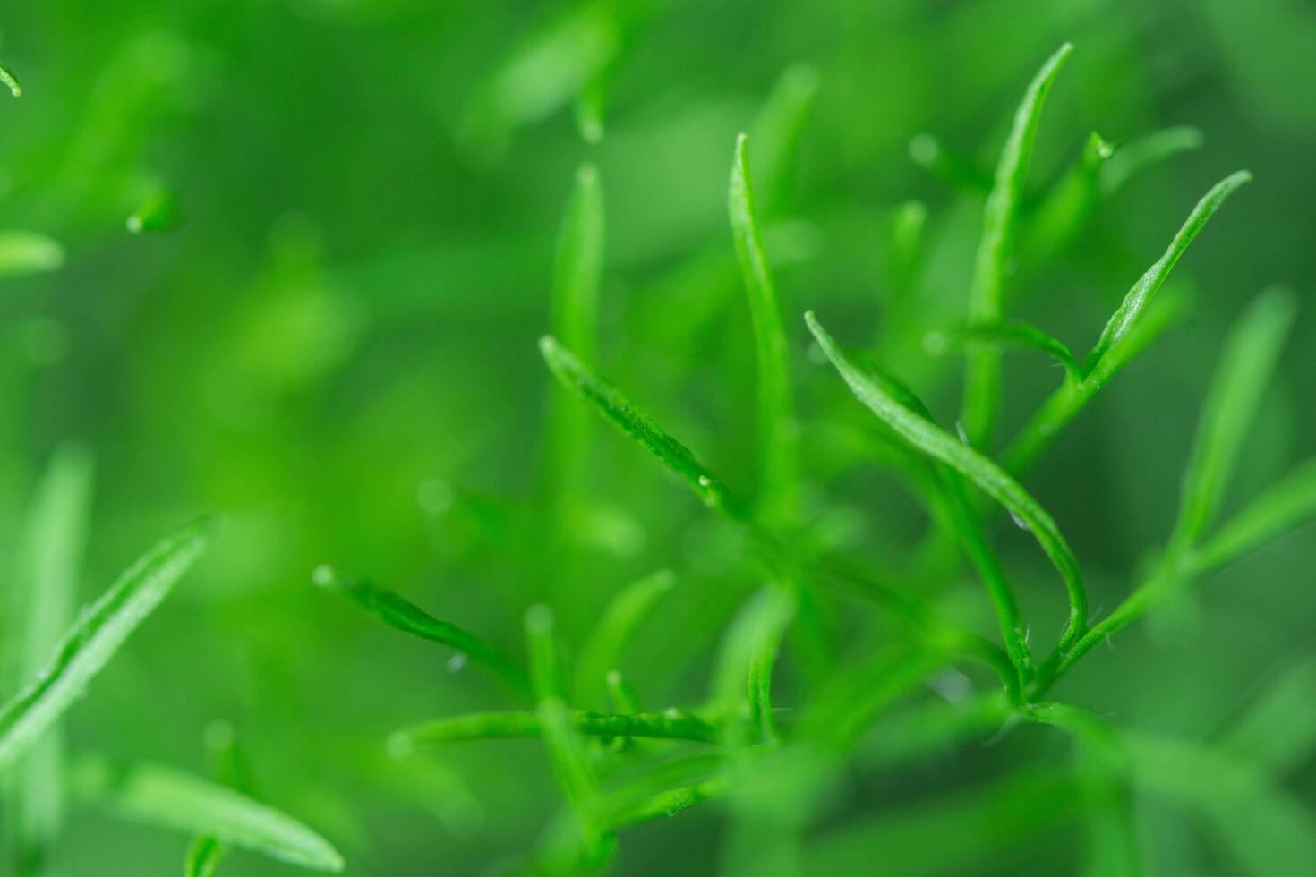 fond de plante verte photo