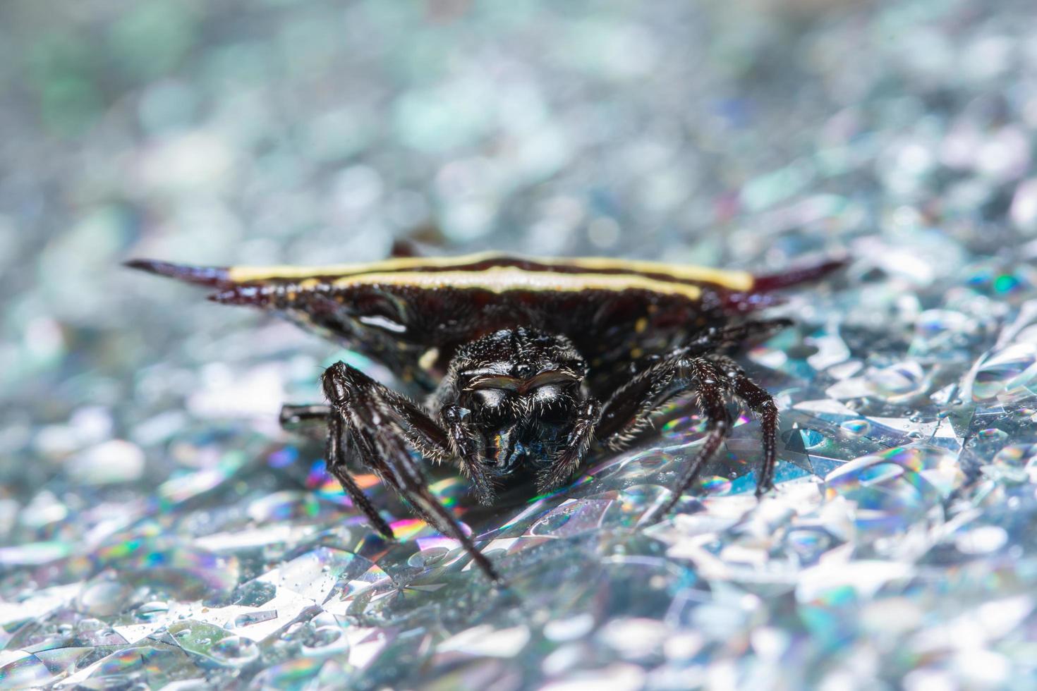 araignée sur une surface humide photo