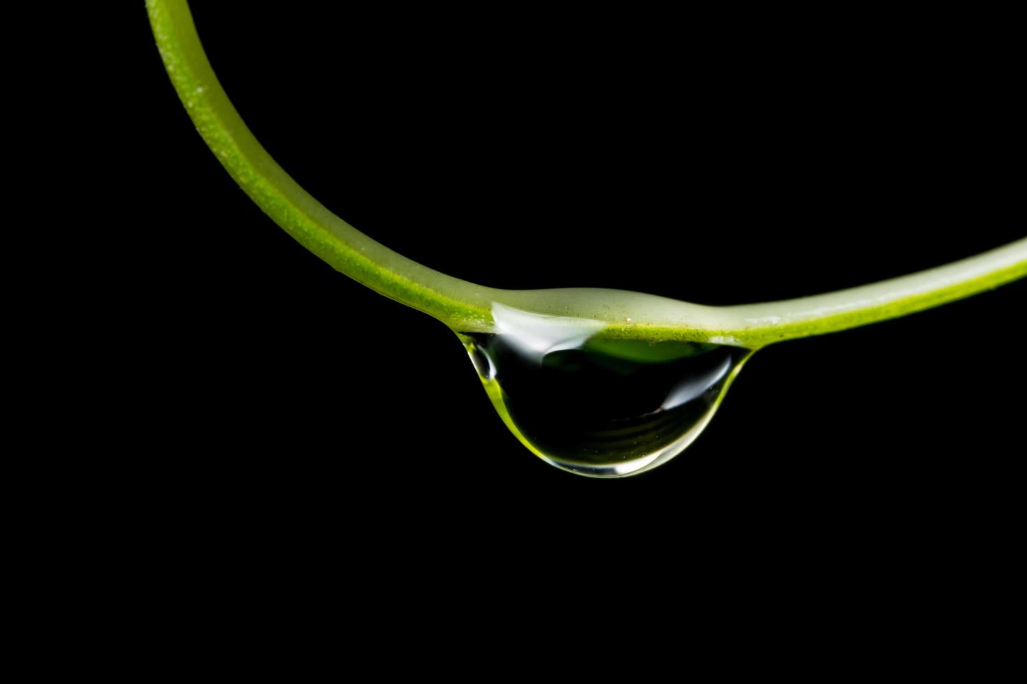 goutte d'eau sur une plante photo